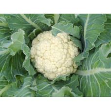 Cauliflower Seeds Cauliflower Seeds