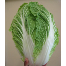 Chinese Cabbage Seeds Chinese Cabbage Seeds