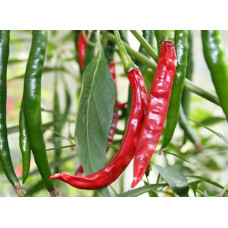 Chilli Seeds Chilli Seeds