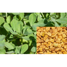 Fenugreek Seeds