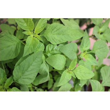 Spinach - Amaranthus Tender Seeds