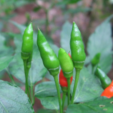 Chilli - Kanthari (Birds eye chilli) Seeds Chilli - Kanthari (Birds eye chilli) Seeds