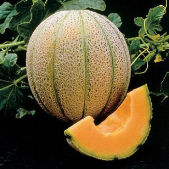Muskmelon Seeds