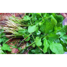 Spinach-Amaranthus blitum Seeds Spinach-Amaranthus blitum Seeds