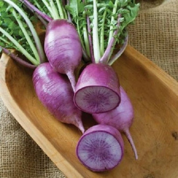 Radish Purple Seeds