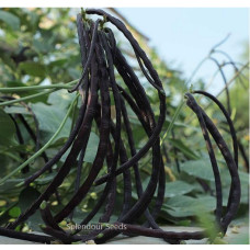 Cowpea - Reddish brown Seeds Cowpea - Reddish brown Seeds