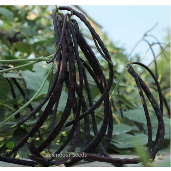 Cowpea - Reddish brown Seeds
