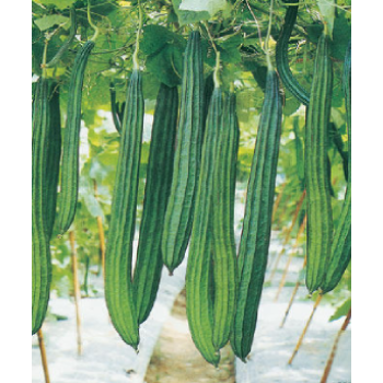 Ridge gourd Seeds
