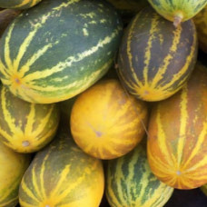 Cucumber - Sambar Seeds