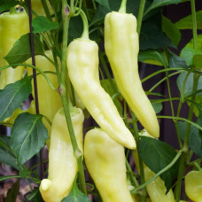 Banana Pepper Seeds