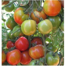 Tomato Seeds  variety : PKM-1 Seeds Tomato Seeds  variety : PKM-1 Seeds