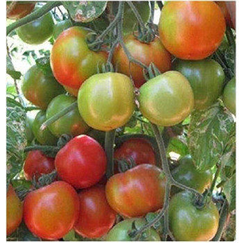 Tomato Seeds  variety : PKM-1 Seeds