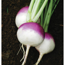 Turnip Seeds Turnip Seeds