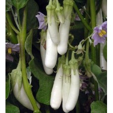 Brinjal White long 