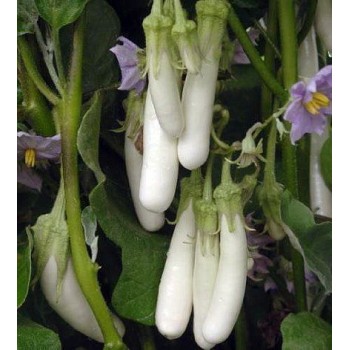 Brinjal White long 