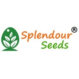 Splendour Seeds