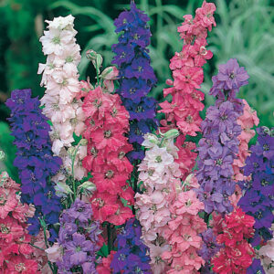 Delphinium