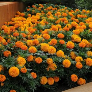African Mariegold Orange