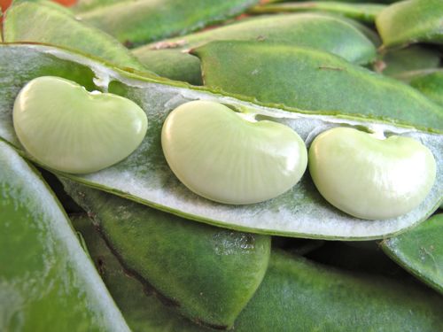 Double Beans - Image 2