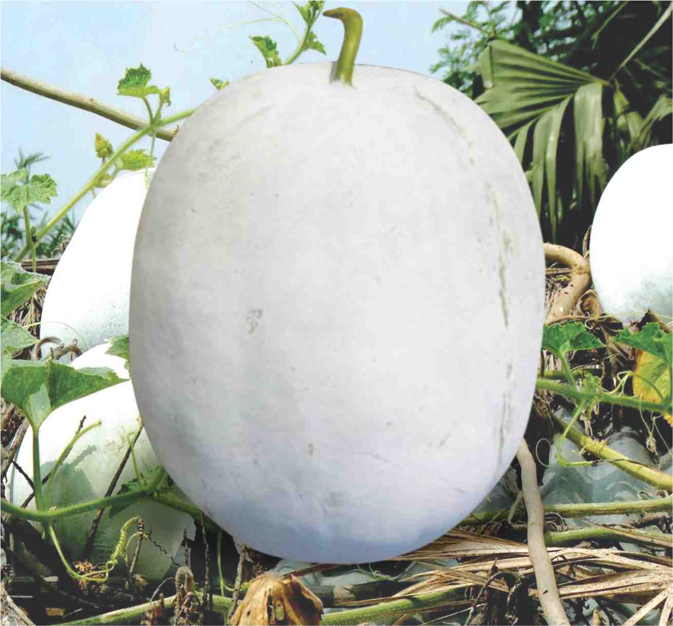 Ashgourd - Image 2