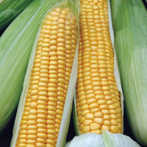 Sweet corn
