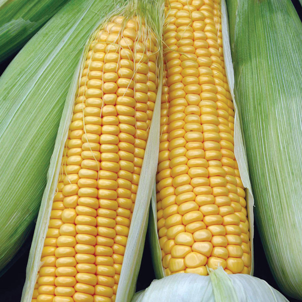 Sweet corn