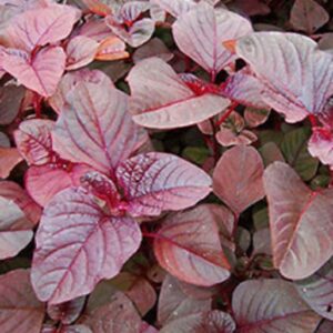 Amaranthus Red