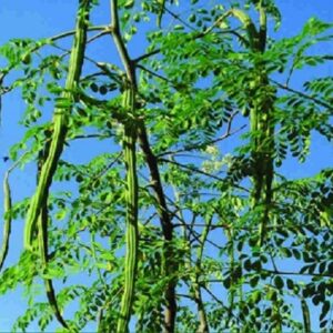 Moringa