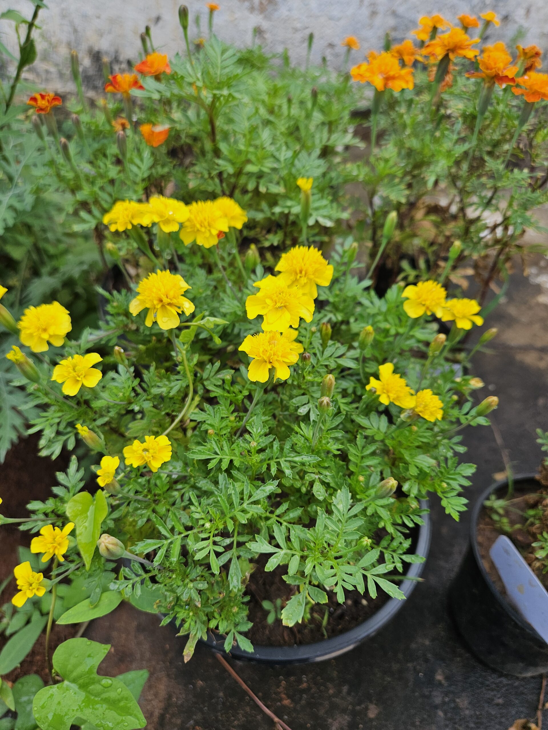 Marigold French Yellow - Image 2