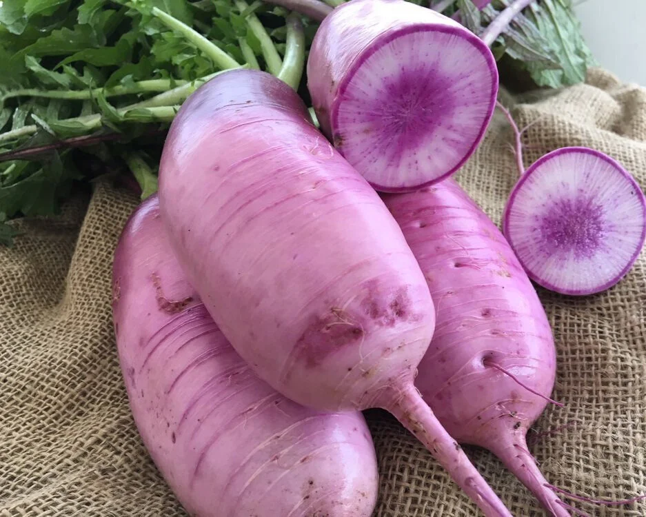 Radish Purple - Image 2