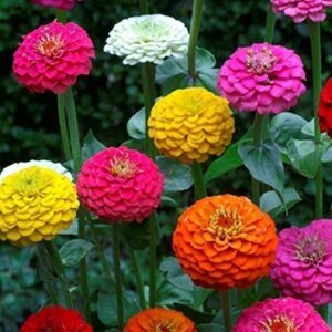 Zinnia Lilliput
