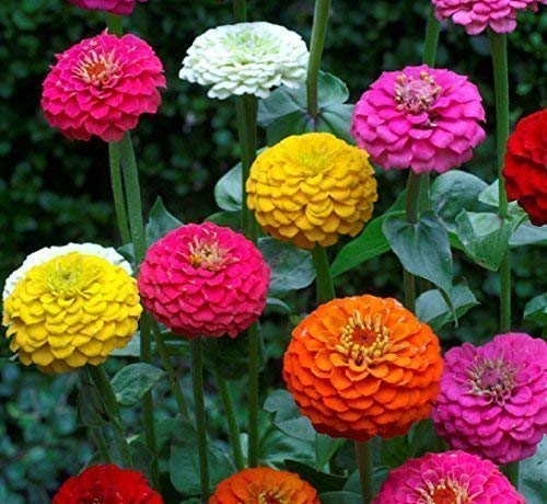 Zinnia Lilliput