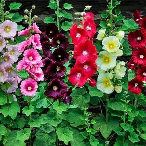 Hollyhock Tall