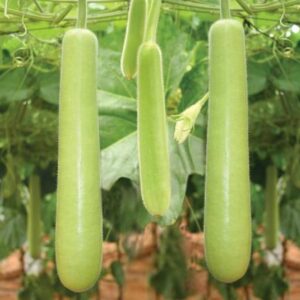Bottle gourd long