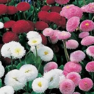 Bellis perennis - Pomponette Mixed