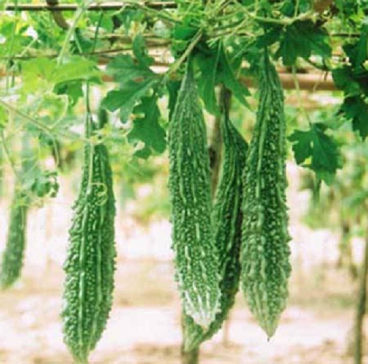 Bitter gourd Green - Image 2