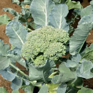 Brocolli