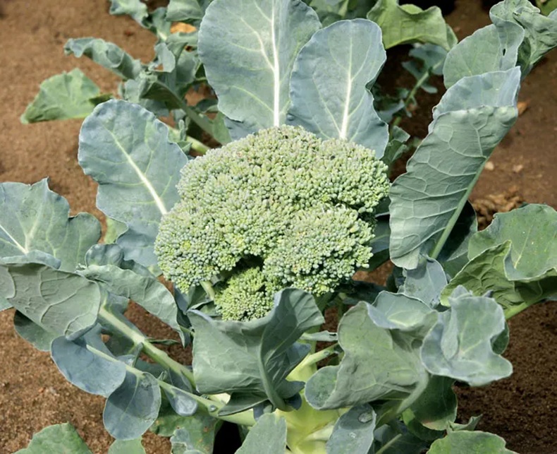 Brocolli