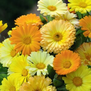 Calendula Officinalis Mix