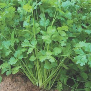 Coriander