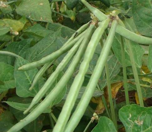 Cowpea - Image 2