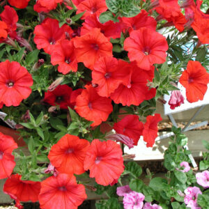 Petunia Scarlet Red 