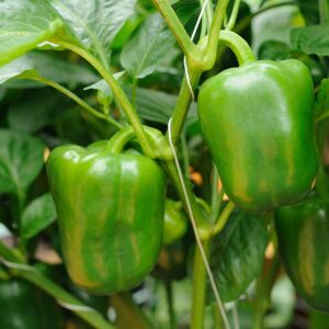 Capsicum Green