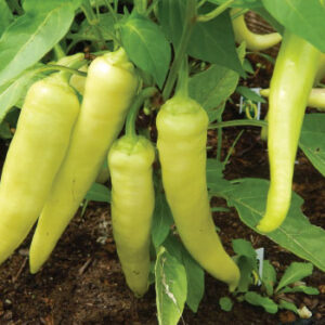 Banana Pepper