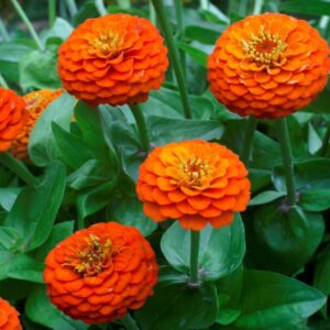 Zinnia Orange
