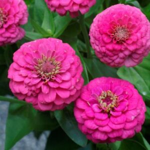 Zinnia Elegans Deep Rose