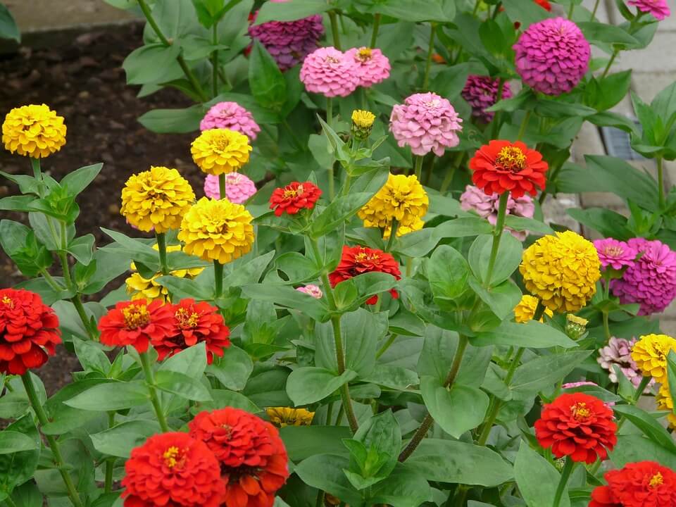 Zinnia Lilliput - Image 2