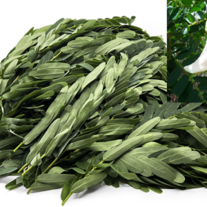 Humming Bird tree-Agathi Tamil