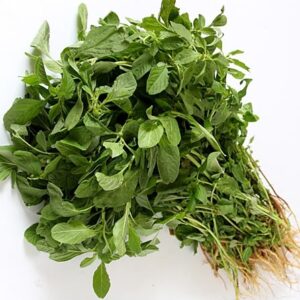 Amaranthus dubius (Arai Keerai Tamil)