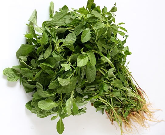 Amaranthus dubius (Arai Keerai Tamil)